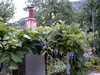 bloemenpracht